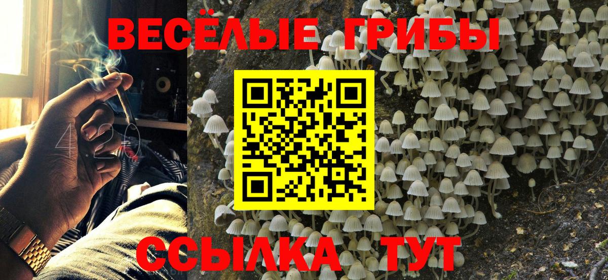 Галлюциногенные грибы Psilocybine cubensis Нарткала